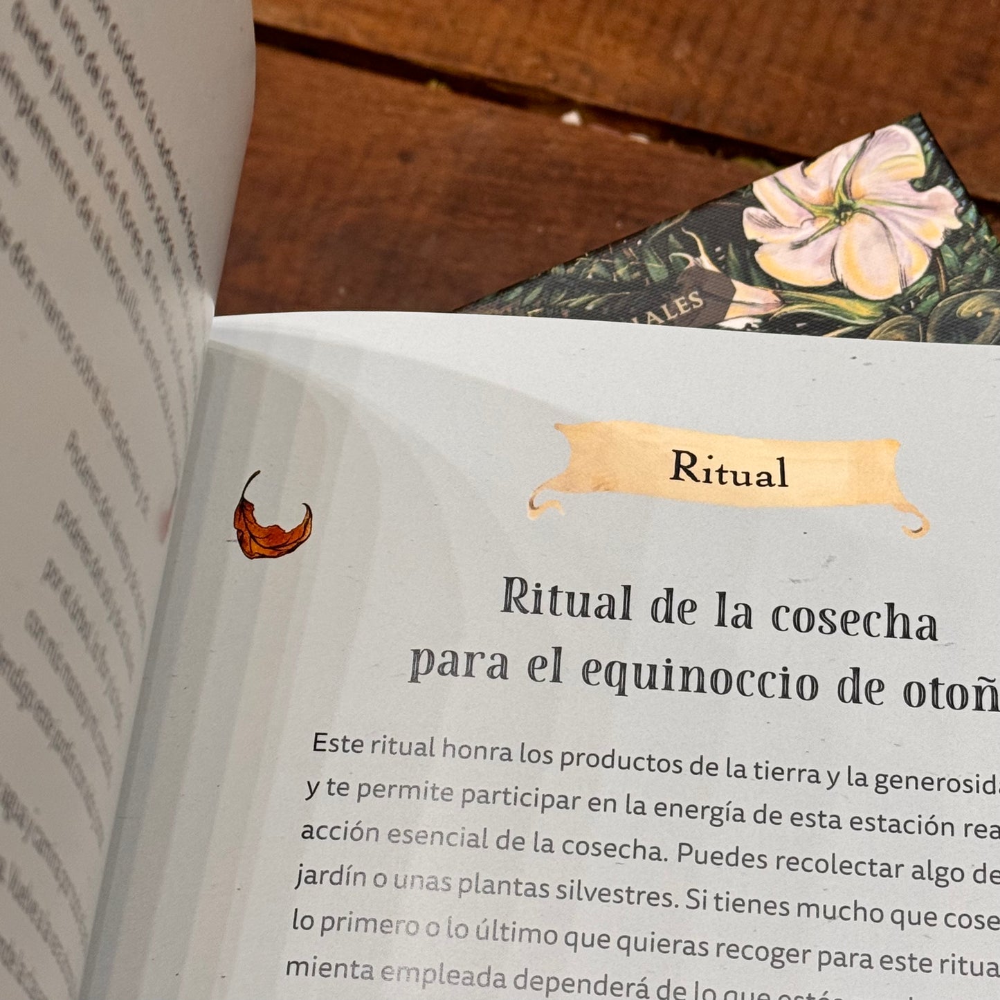 Libro ilustrado de la Bruja verde