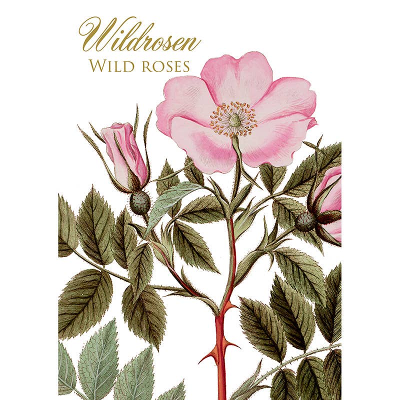 Carpeta de tarjetas Wildrosen - 8 tarjetas con sobres (alemán)