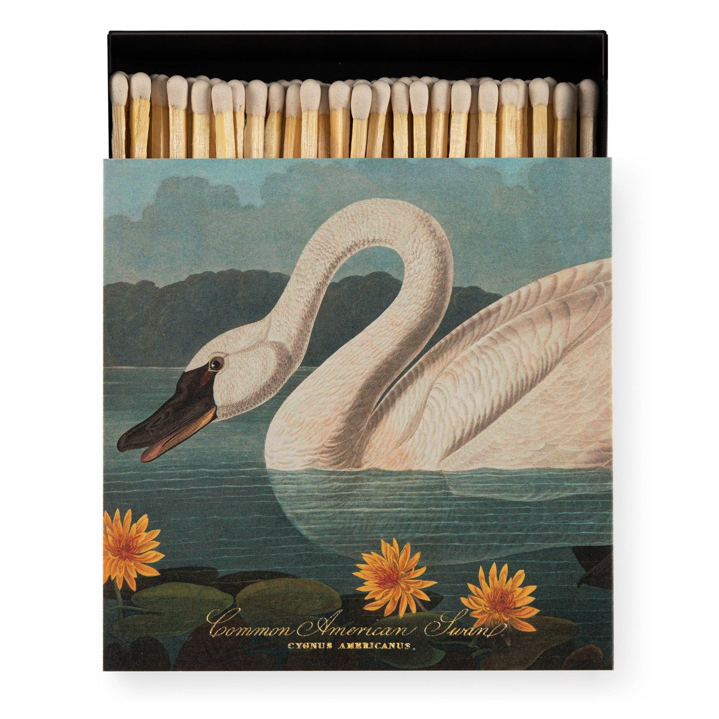 El Cisne Americano Común | Cerillas luxury