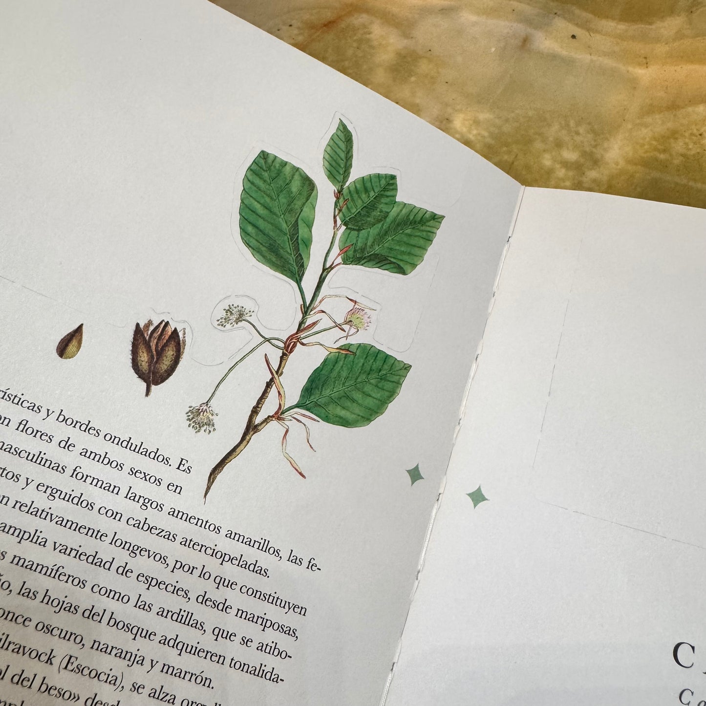 Libro-diorama de los árboles