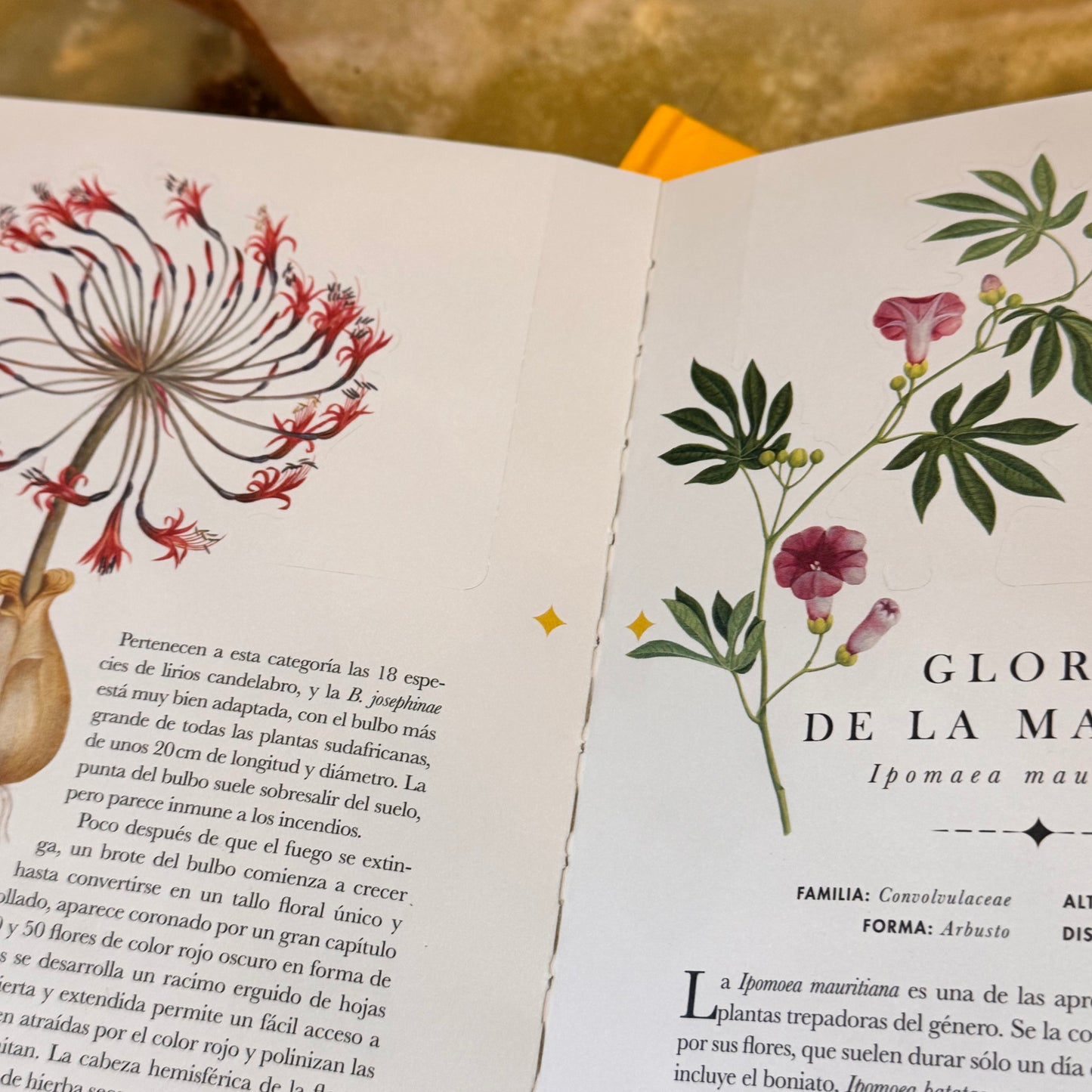 Libro-diorama de las Flores