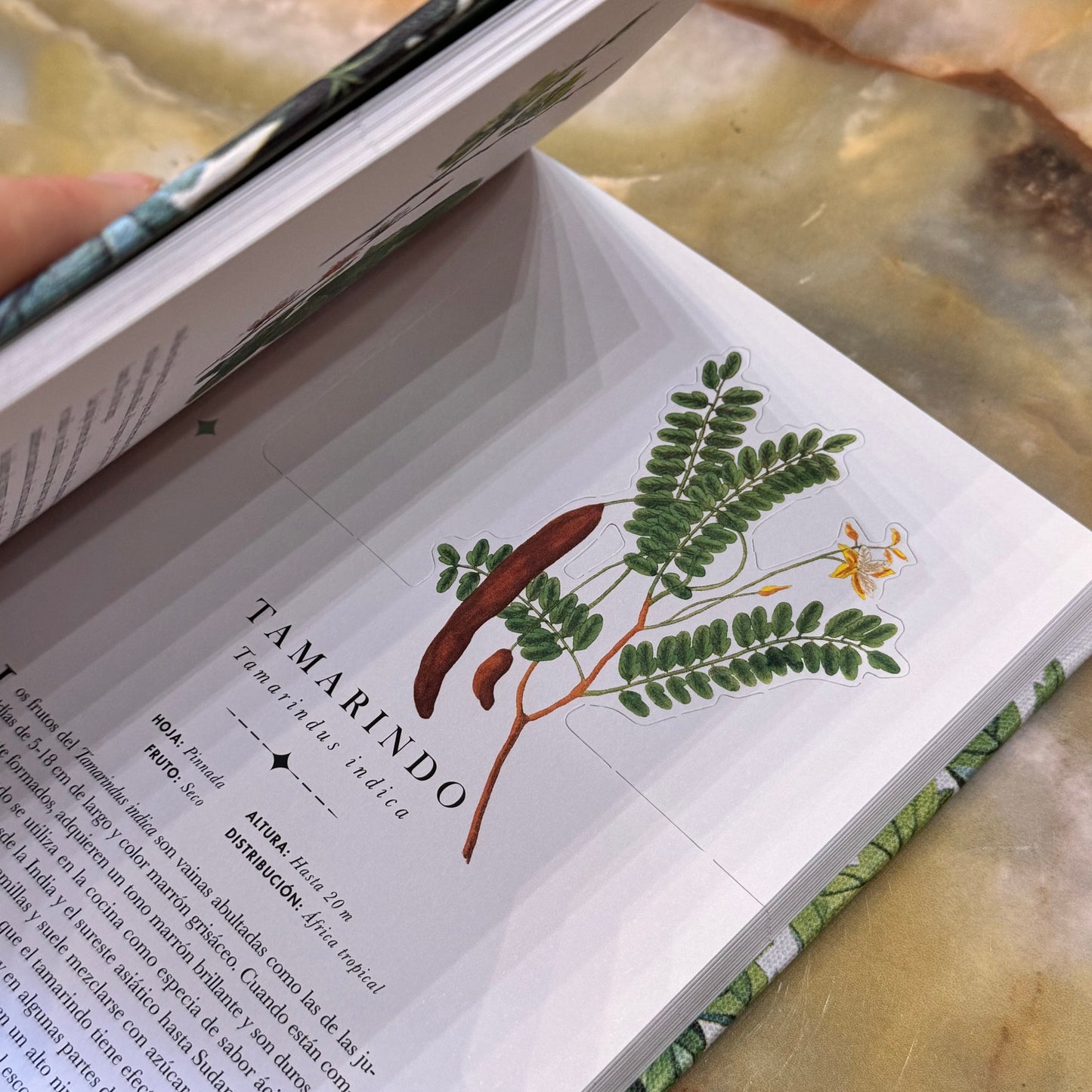 Libro-diorama de los árboles