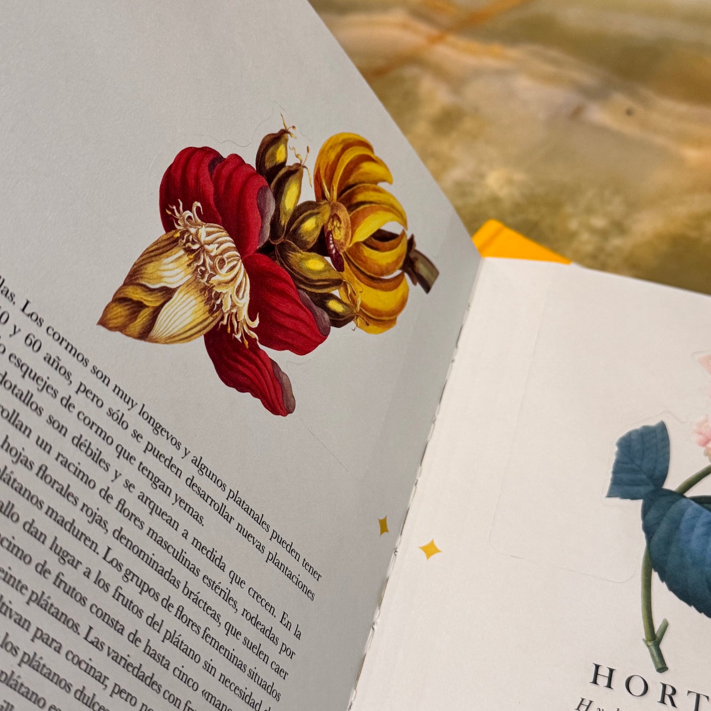 Libro-diorama de las Flores