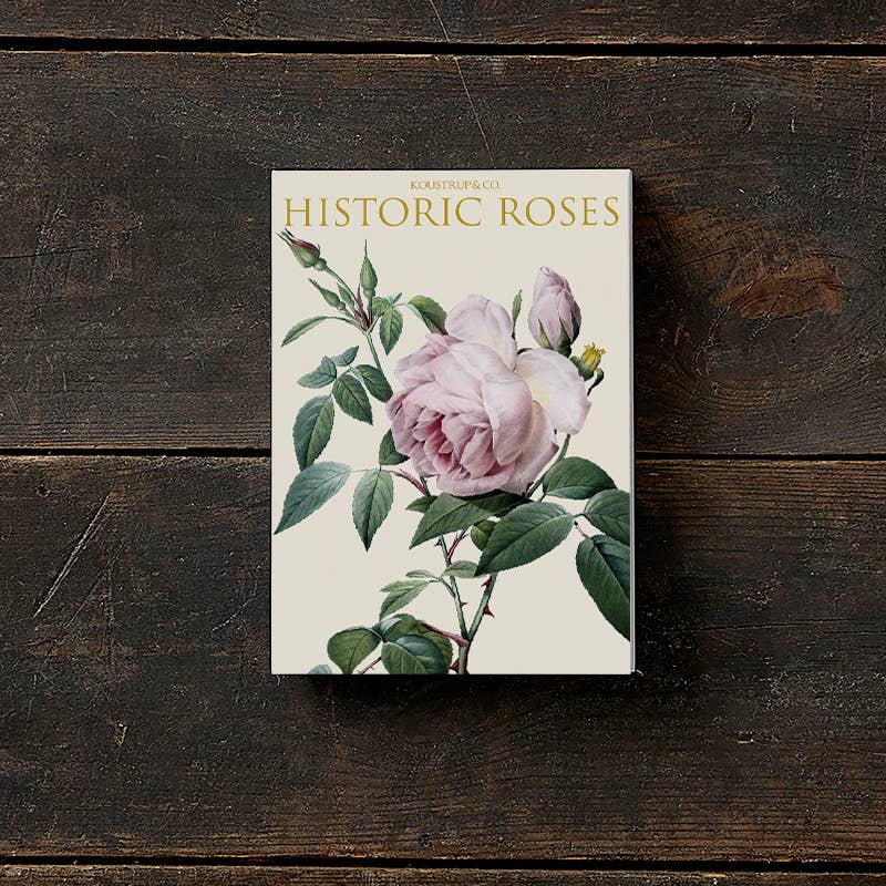 Carpeta de tarjetas Rosas Históricas 8 tarjetas con 8 sobres
