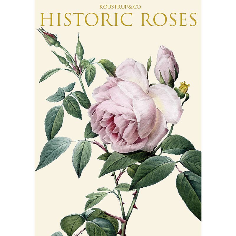 Carpeta de tarjetas Rosas Históricas 8 tarjetas con 8 sobres