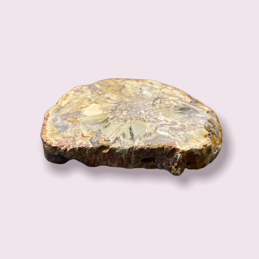 Xilópalo - Piedra de madera fosilizada